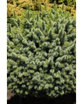 Ялина ситхінська Міджат | Picea sitchensis Midget | Ель ситхинская Миджат